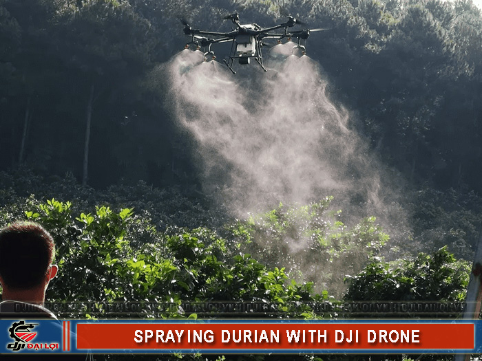 Phun thuốc sầu riêng bằng máy bay DJI hiệu quả tốt không?
